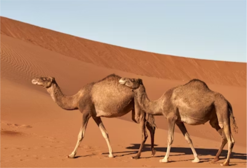 Logistics and shipping