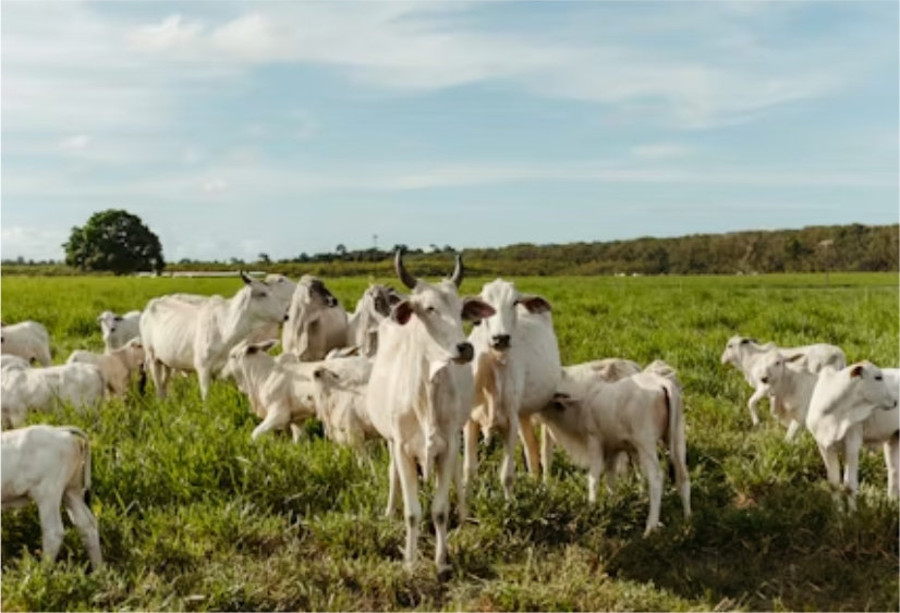 Agricultural farmland