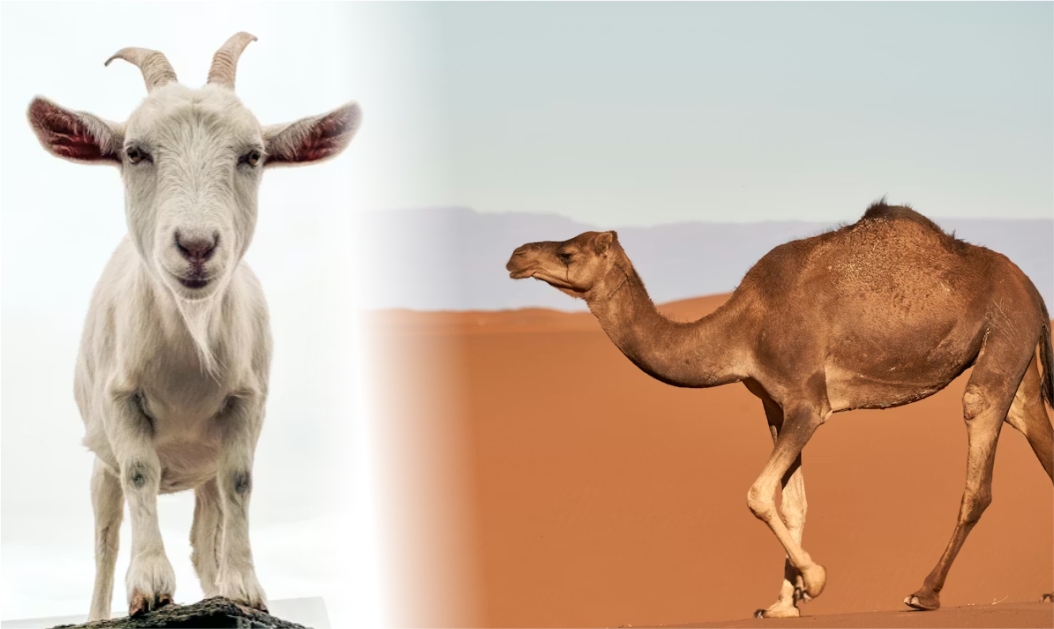 Goat & Camel Milk Exports