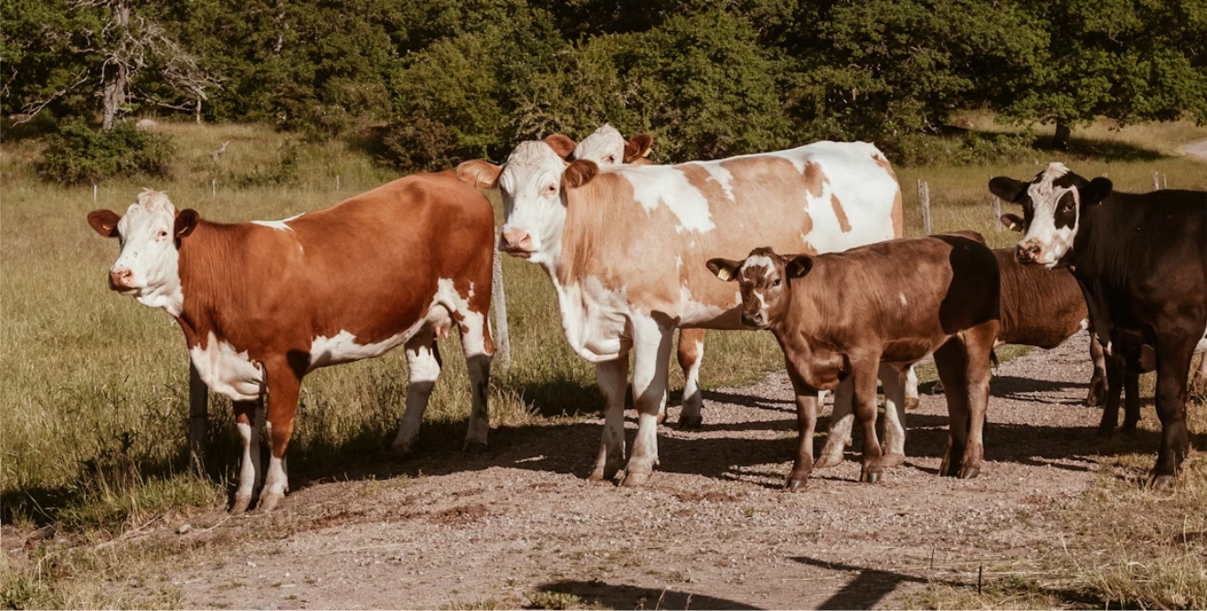 Kenyan livestock and landscape